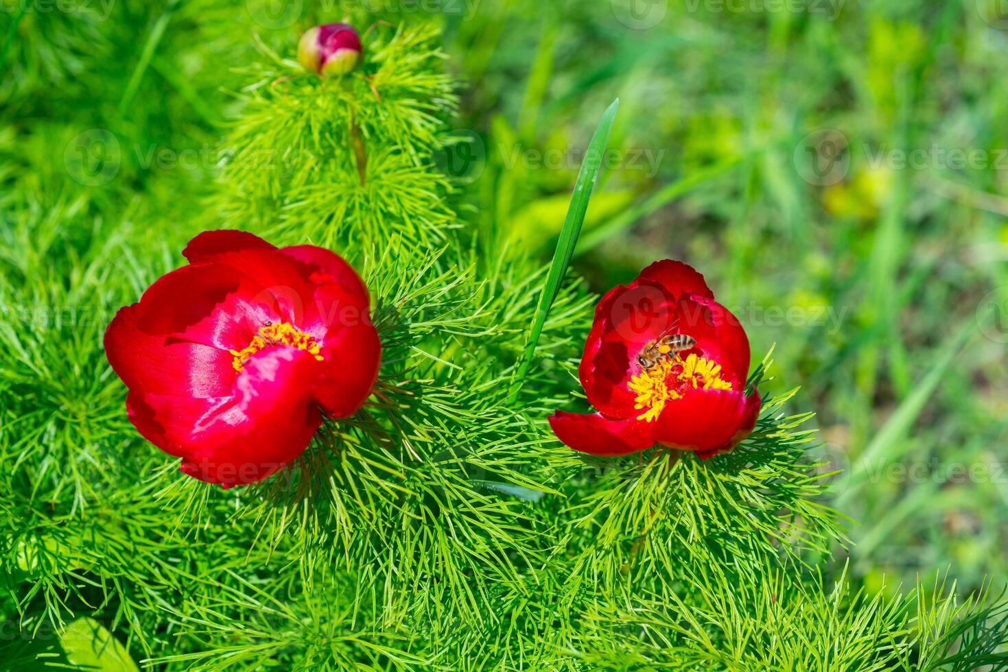 Paeonia tenuifolia Honey bees on the pink flowers of a tree peony collect honey and pollen photo