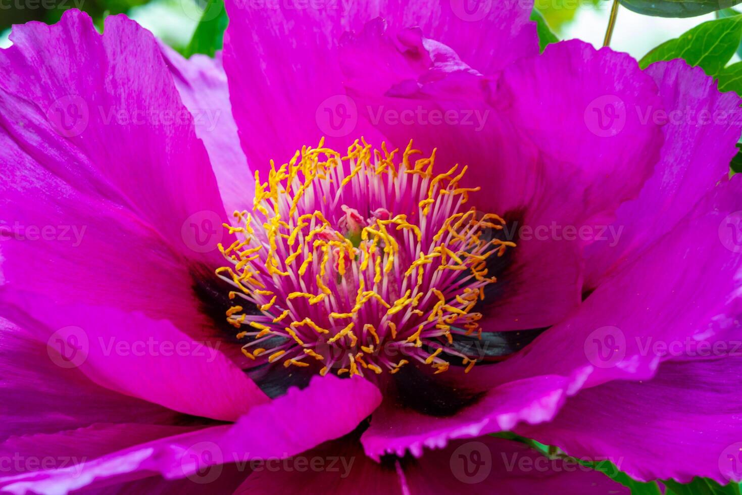Close-up of tree peonies flowers in a garden in Odessa, Ukraine photo