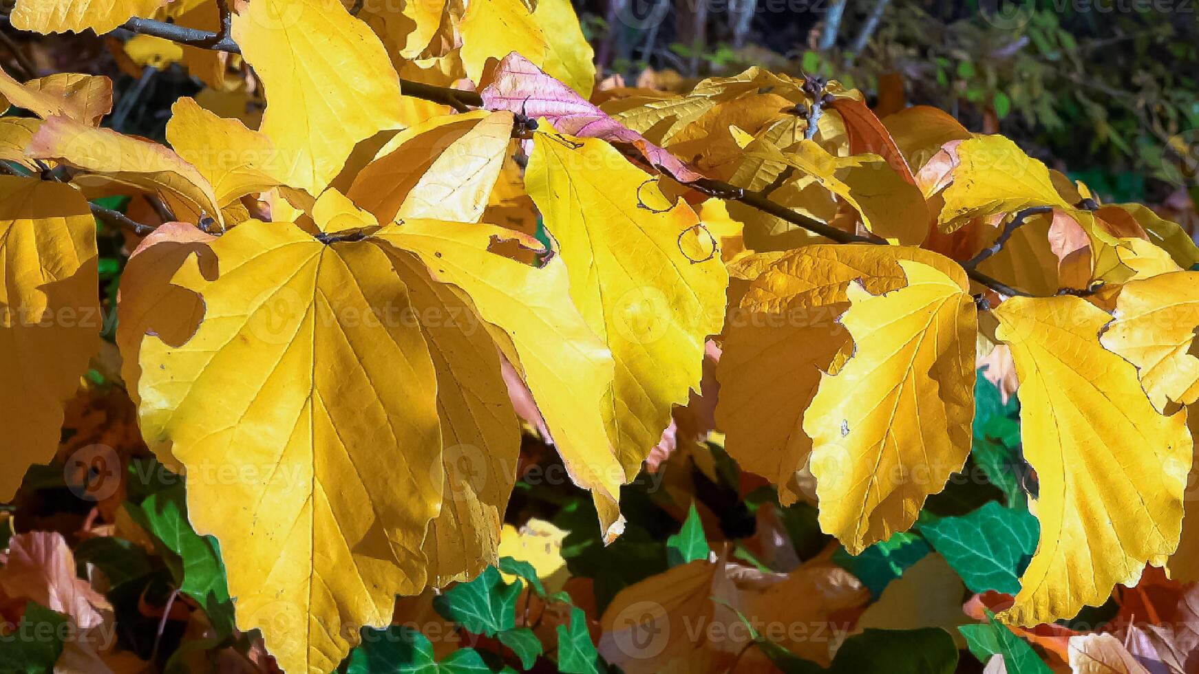In autumn, beautiful yellow leaves on a tree branch and on ivy on the ground photo