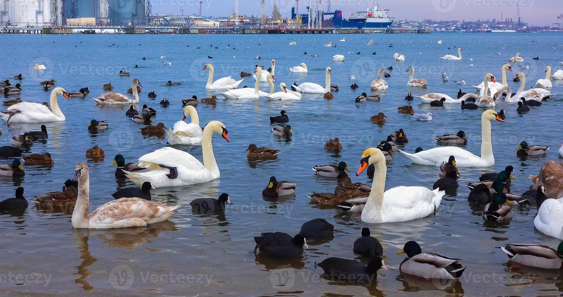 Birds of Europe. Mute swan Cygnus olor, gulls and ducks - wintering waterfowl in the Black Sea photo
