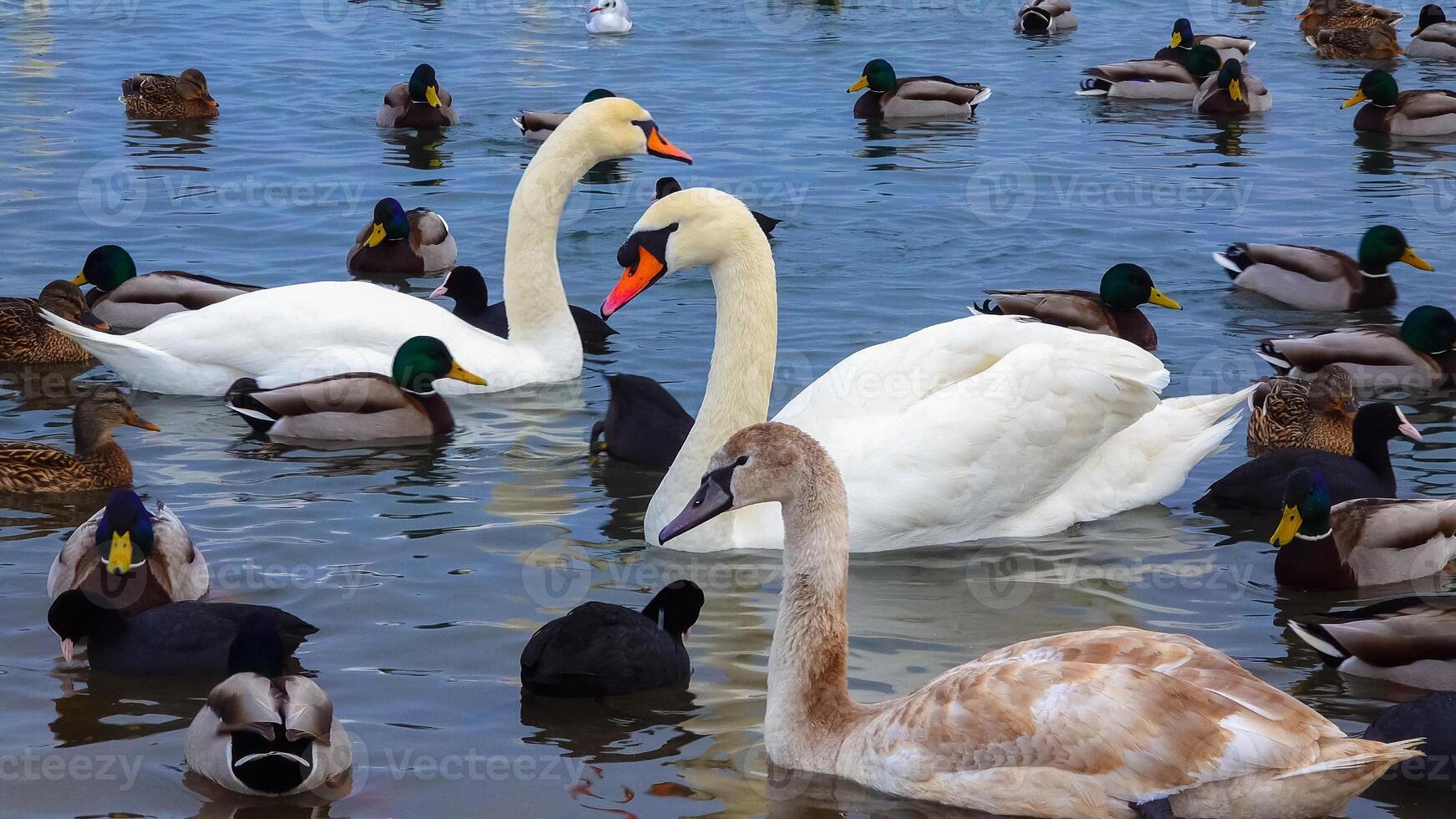 Birds of Europe. Mute swan Cygnus olor, gulls and ducks - wintering waterfowl in the Black Sea photo