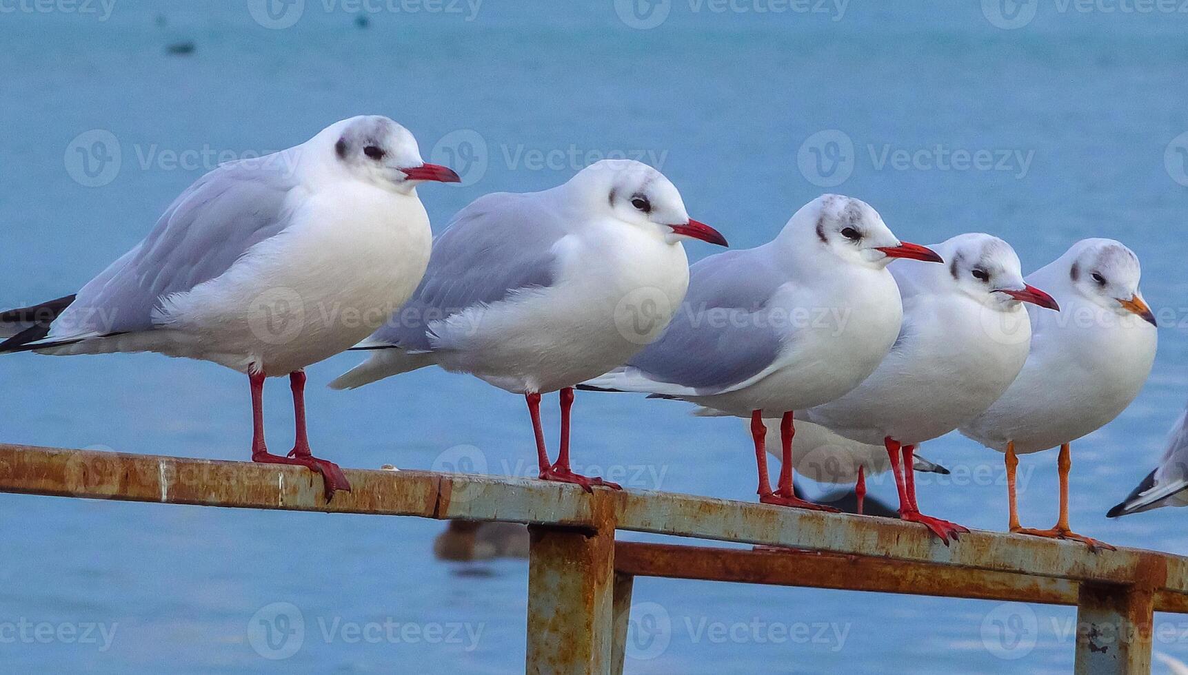 The black-headed gull Larus Chroicocephalus ridibundus. Birds of Ukraine photo