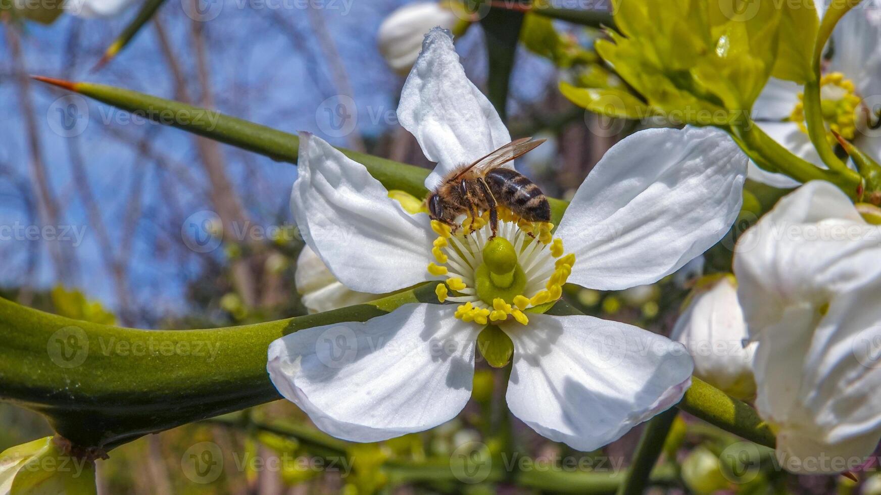 Honey bee collects nectar and pollen on white Poncirus flowers photo