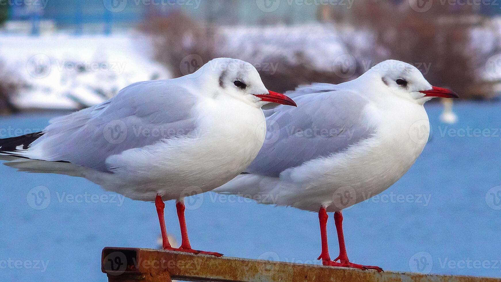 The black-headed gull Larus Chroicocephalus ridibundus. Birds of Ukraine photo