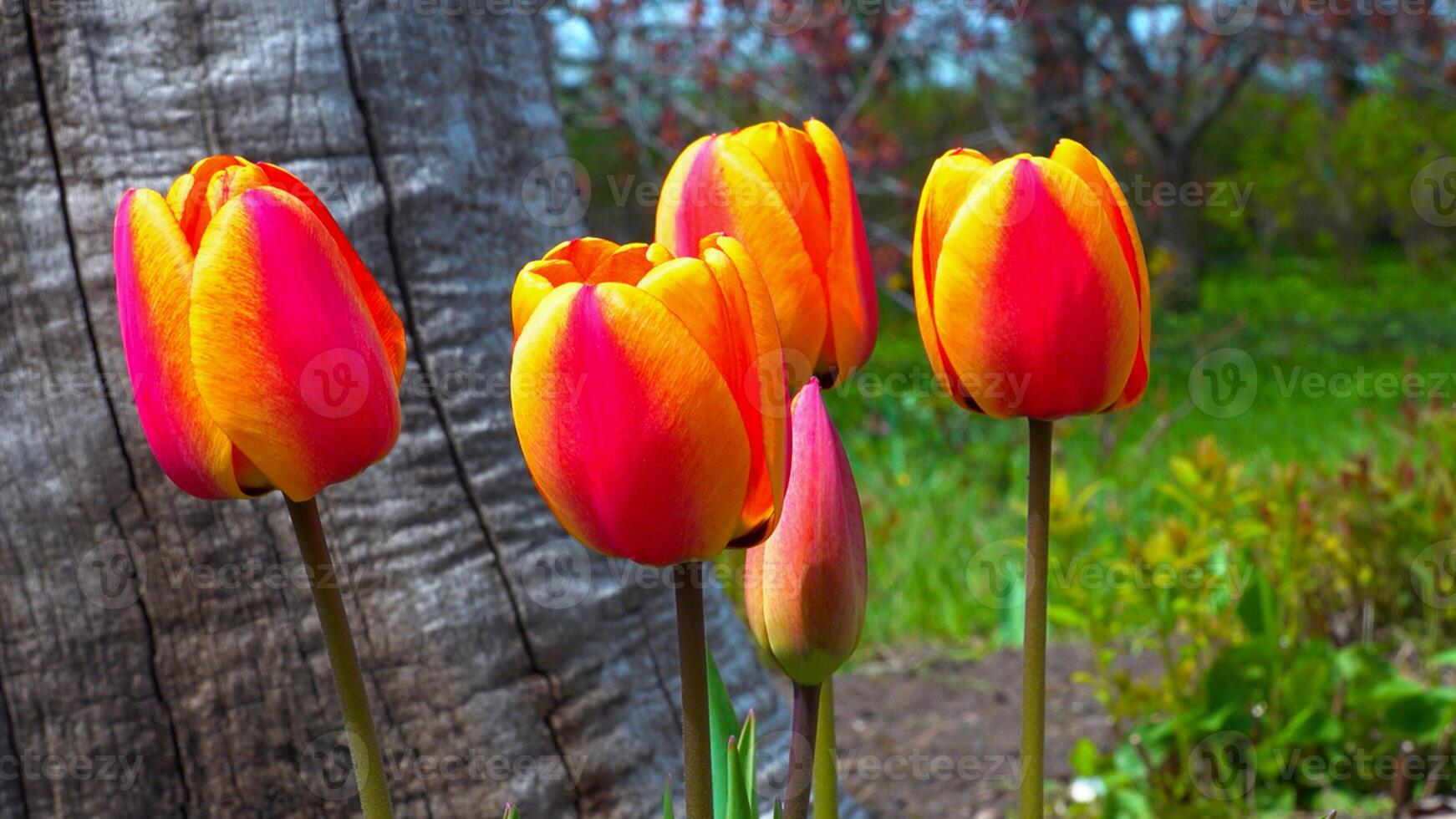 Tulips and other colorful flowers bloom in spring in the botanical garden photo