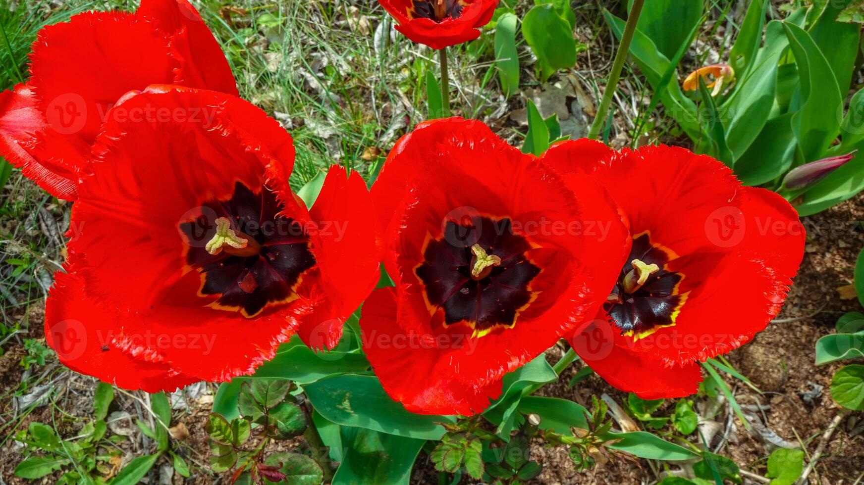 Tulips bloom in spring in the botanical garden, top down view photo