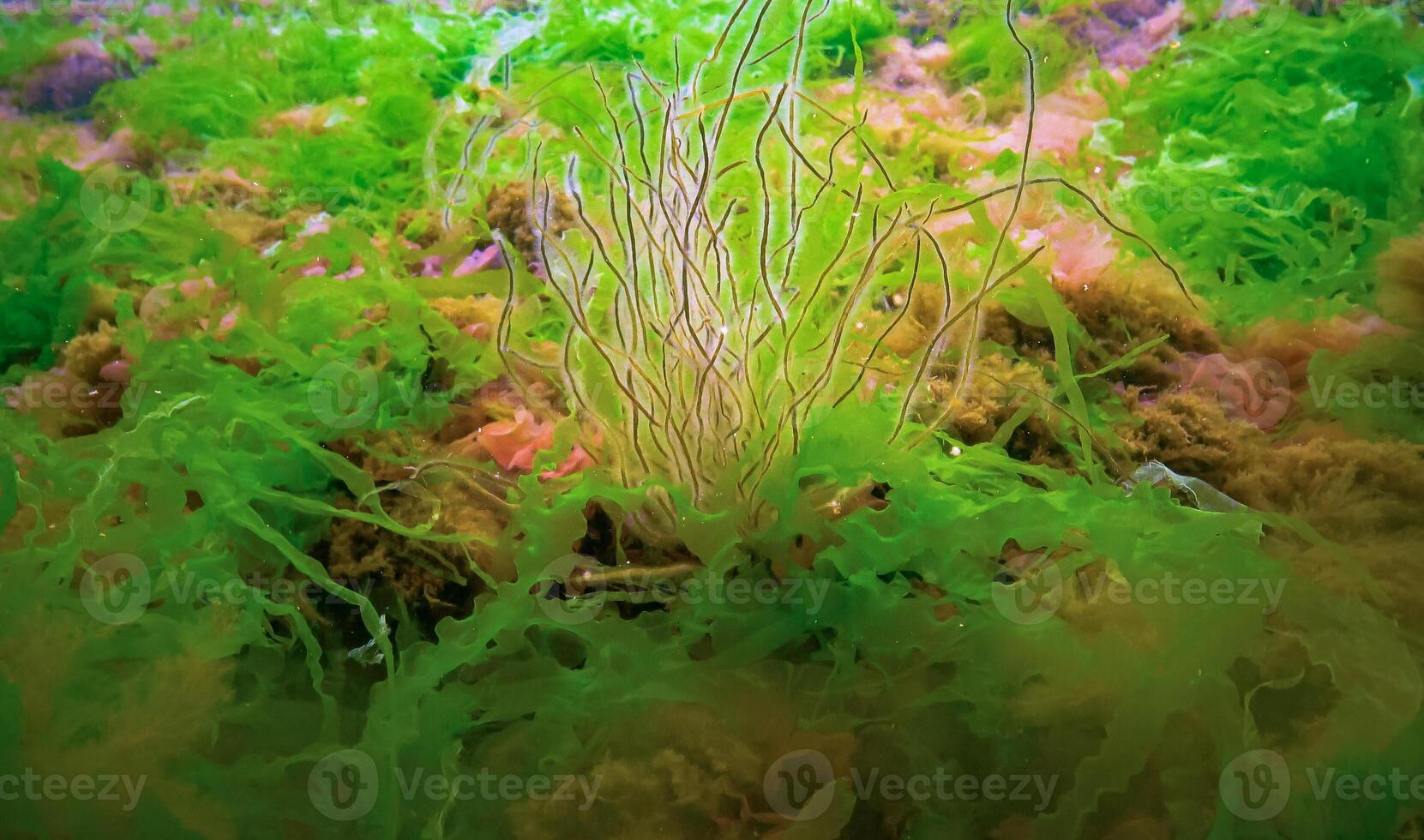 Underwater landscape, Black Sea. Green, red and brown algae on the seabed photo