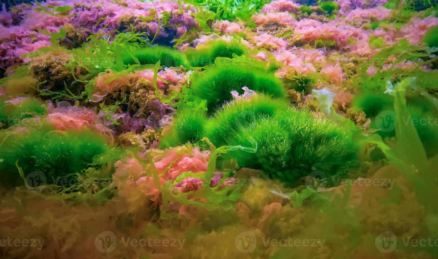 Underwater landscape, Black Sea. Green, red and brown algae on the seabed photo