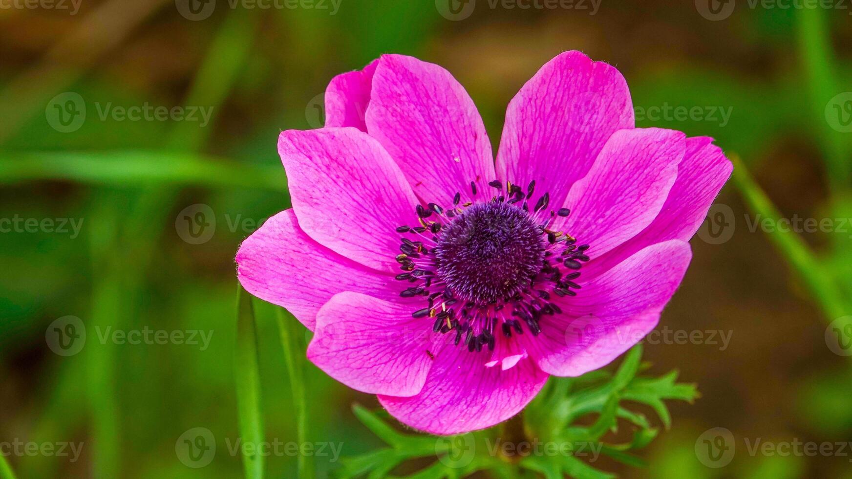Windflowers Anemone is a genus of flowering plants in the buttercup family Ranunculaceae photo