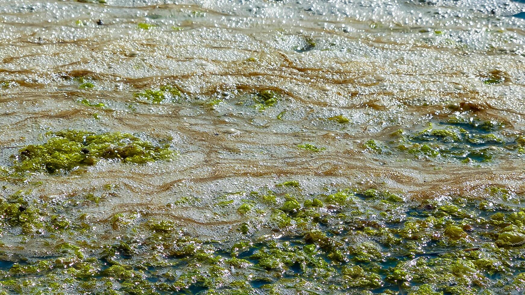 Dirty foam and rotting green algae near the shore in a salty hypertrophic lake in the Tiligul estuary photo