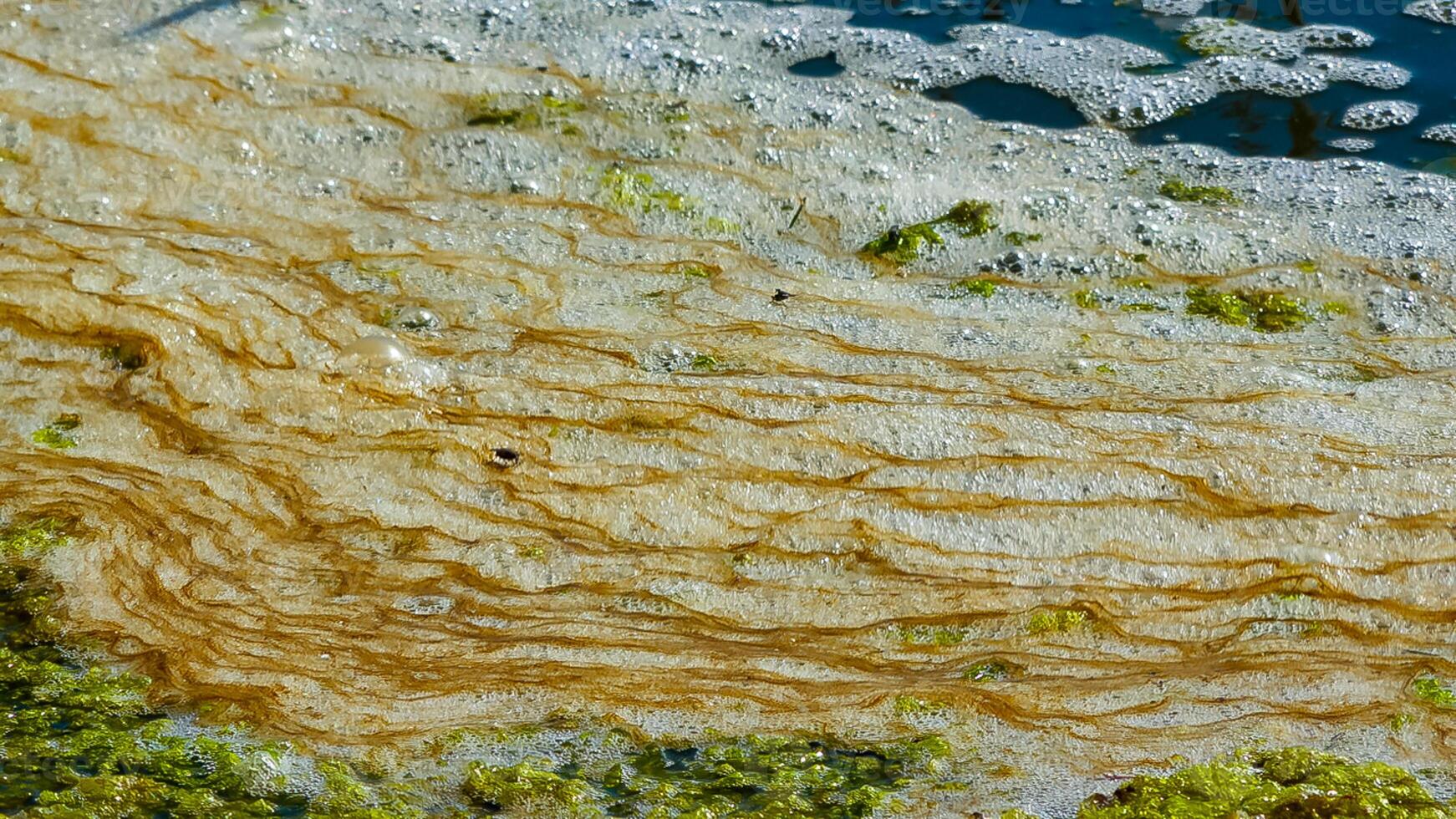 Dirty foam and rotting green algae near the shore in a salty hypertrophic lake in the Tiligul estuary photo