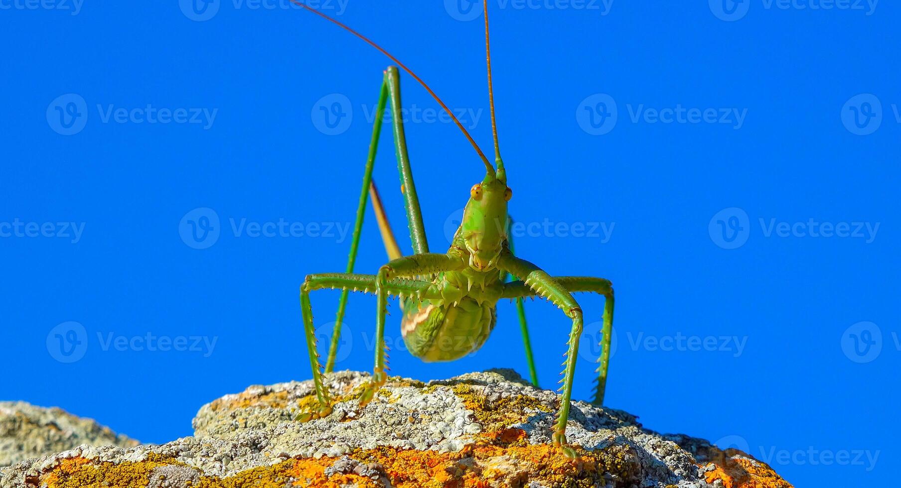 Predatory bush cricket, or the spiked magician Saga pedo, Orthoptera, largest endangered grasshopper in Europe, Red Book photo