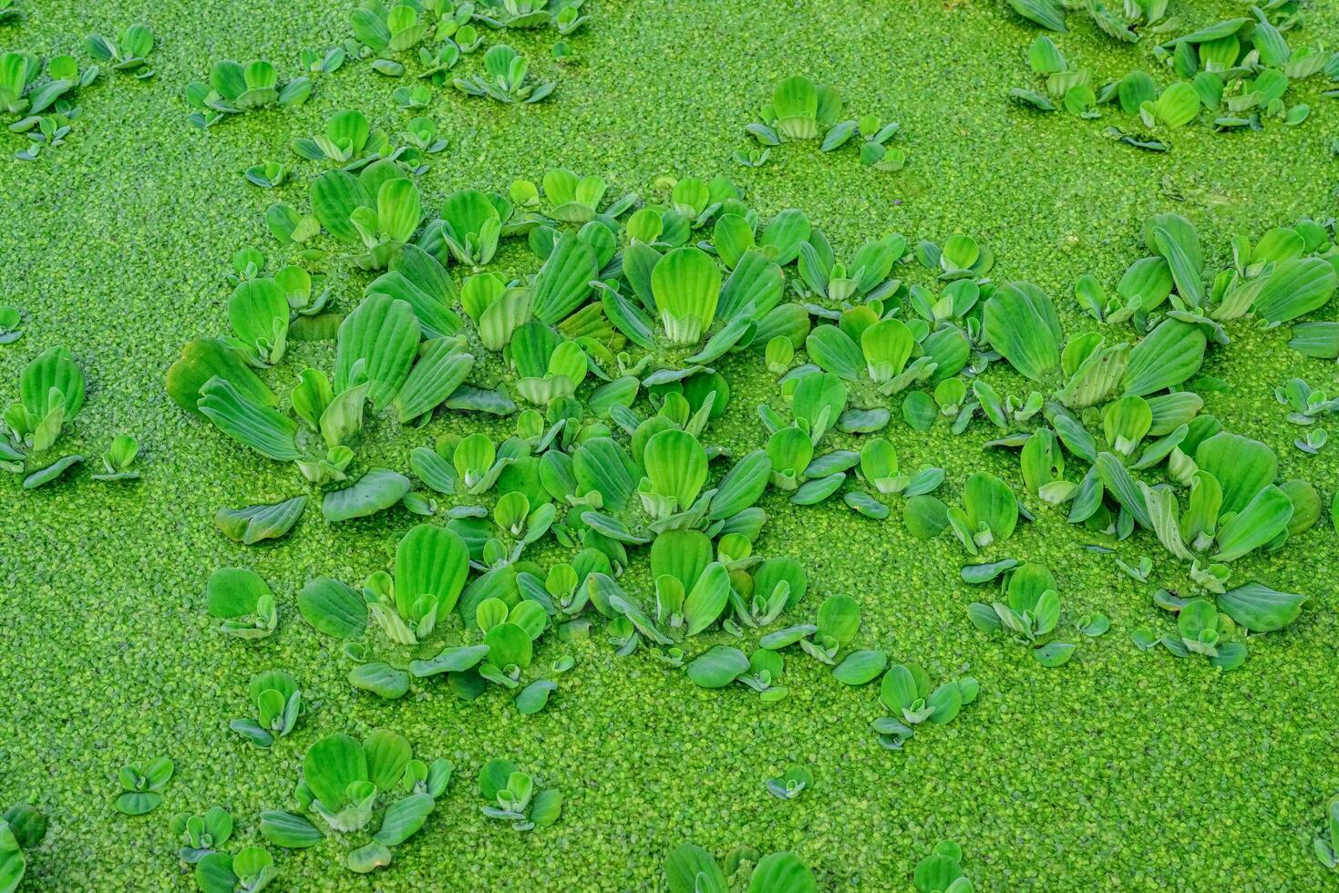 Floating aquatic plants Pistia stratiotes among duckweed and Wolffia in a stagnant pond photo