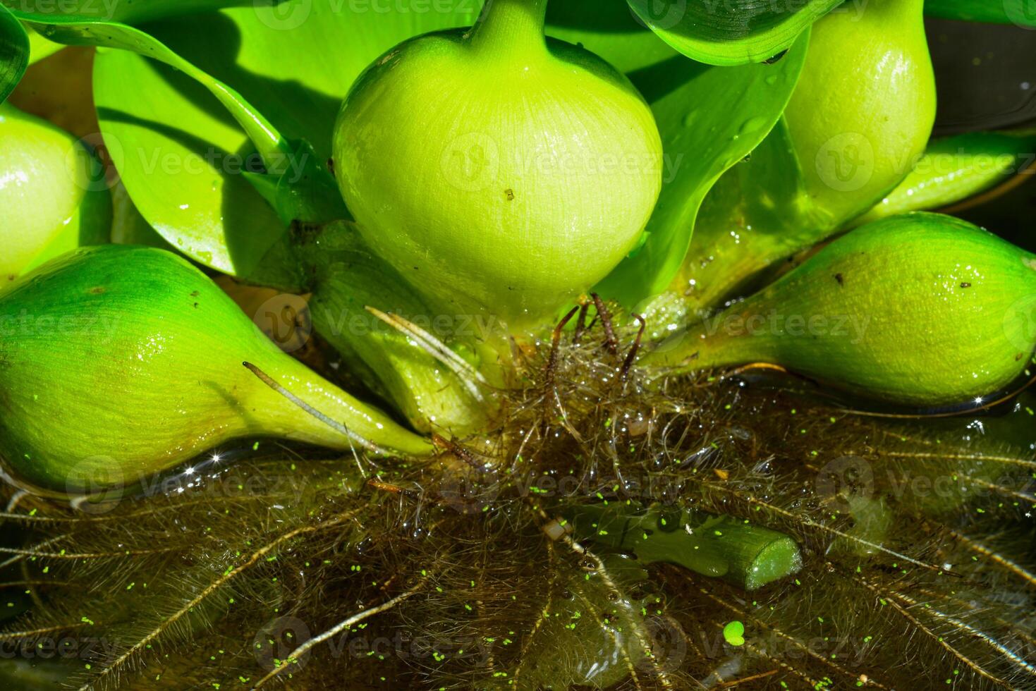 Leaf thickenings with air cells of a floating plant Pontederia crassipes Eichhornia crassipes photo