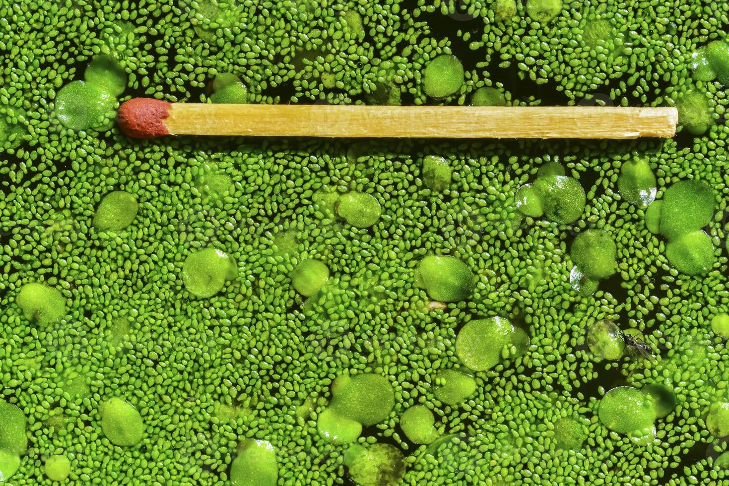 Match for scale, Spotless watermeal, rootless duckweed Wolffia arrhiza and duckweed Lemna turionifera in a stagnant freshwater pond photo