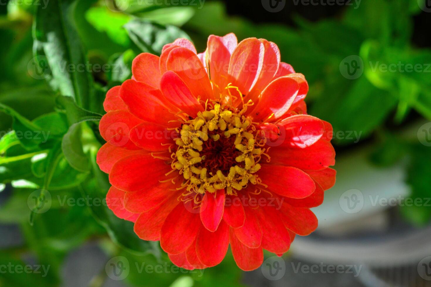 Close-up of a red flower with stamens and pistil photo