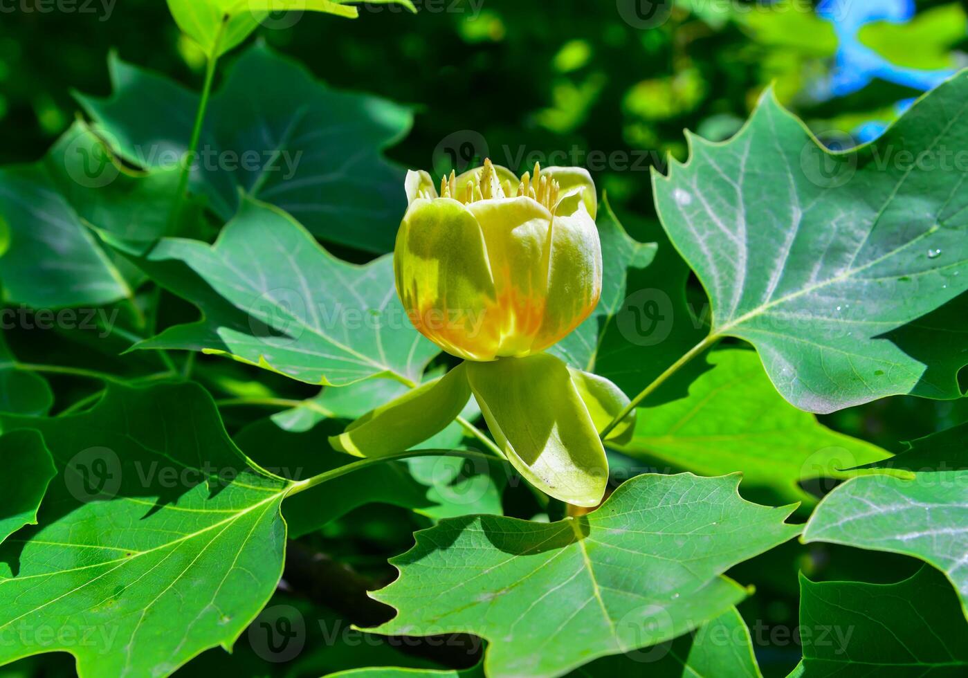 Liriodendron tulipifera - Yellow flowers on a background of green leaves photo