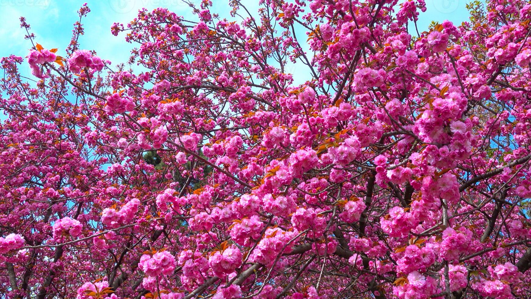Blooming sakura tree in the botanical garden, Ukraine photo
