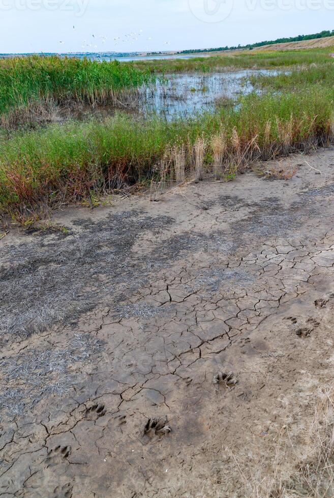 Blooming steppe coastal vegetation and cracked clay near coastal puddles on the bank of the Tiligul Estuary photo