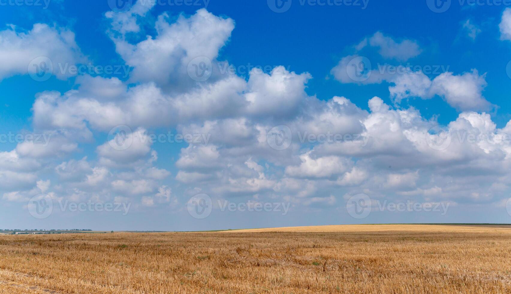 Natural landscape, White cumulus clouds over a wheat field, Ukraine photo