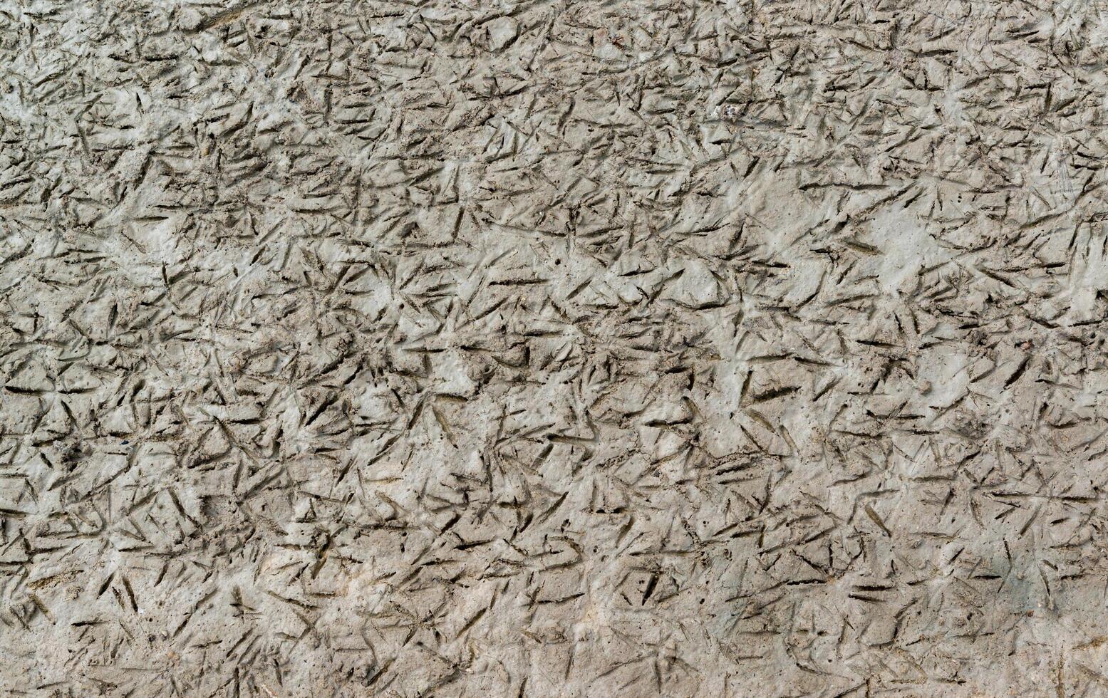 Traces of near-water birds on the muddy shore at low tide in the Tiligul Estuary photo