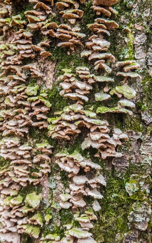 Lichens, moss and mushrooms on a rotten tree photo