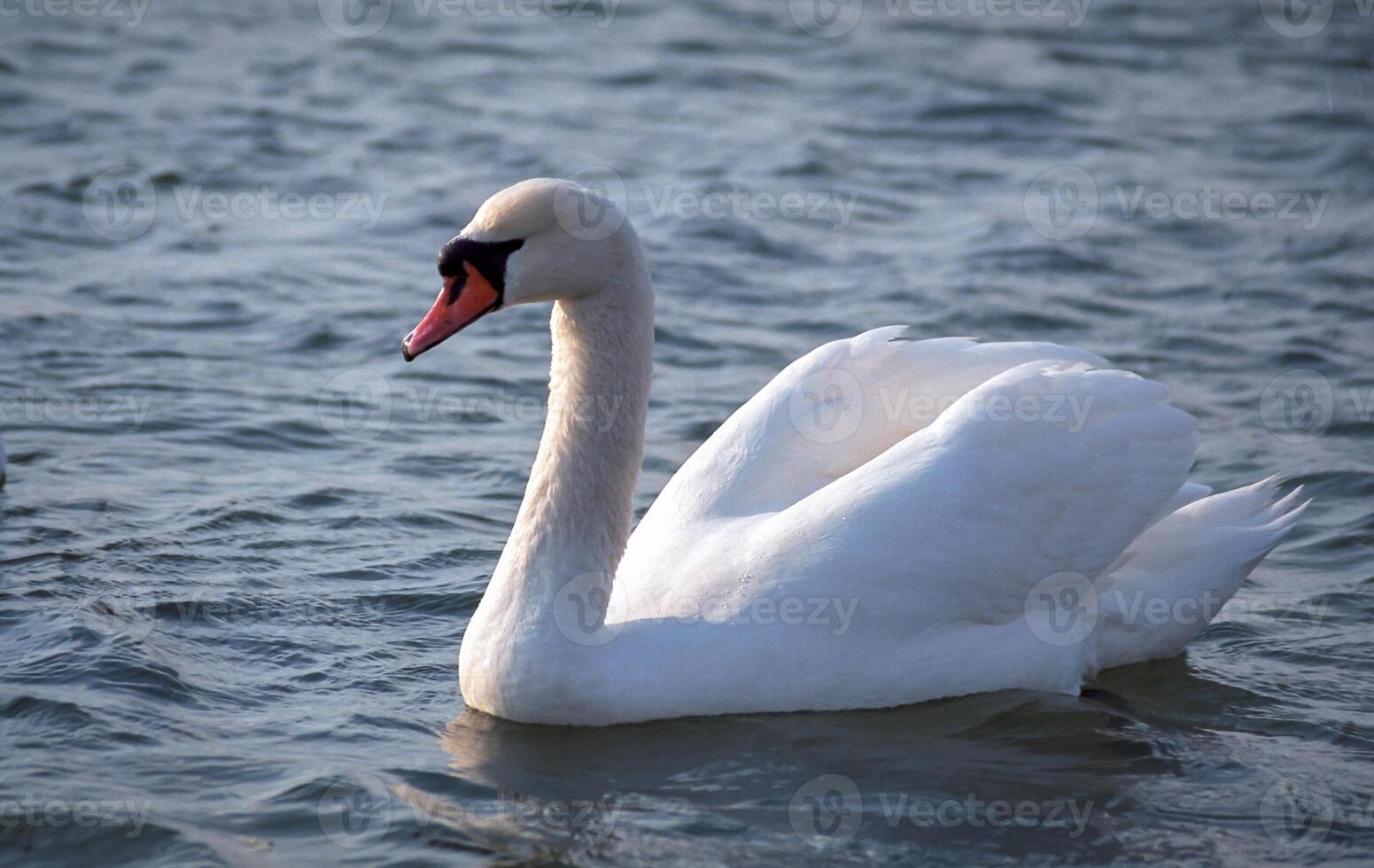 The mute swan Cygnus olor, adult white swan in the sea in spring photo