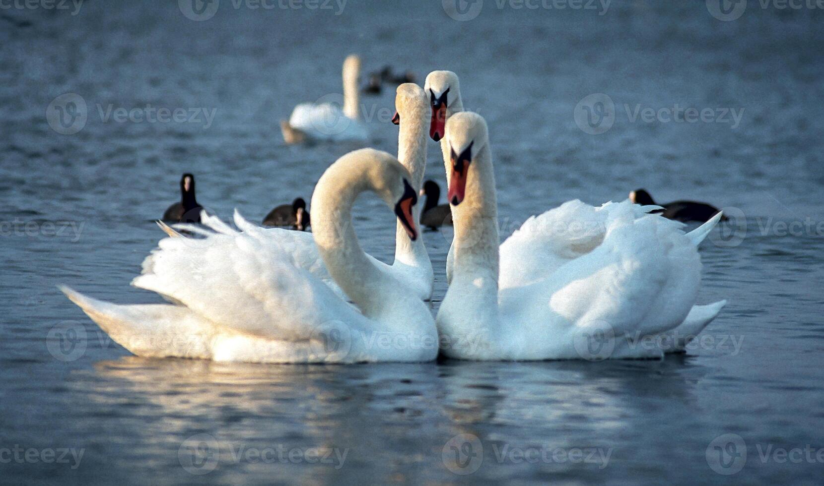 The mute swan Cygnus olor, Two white swans court females in the spring photo