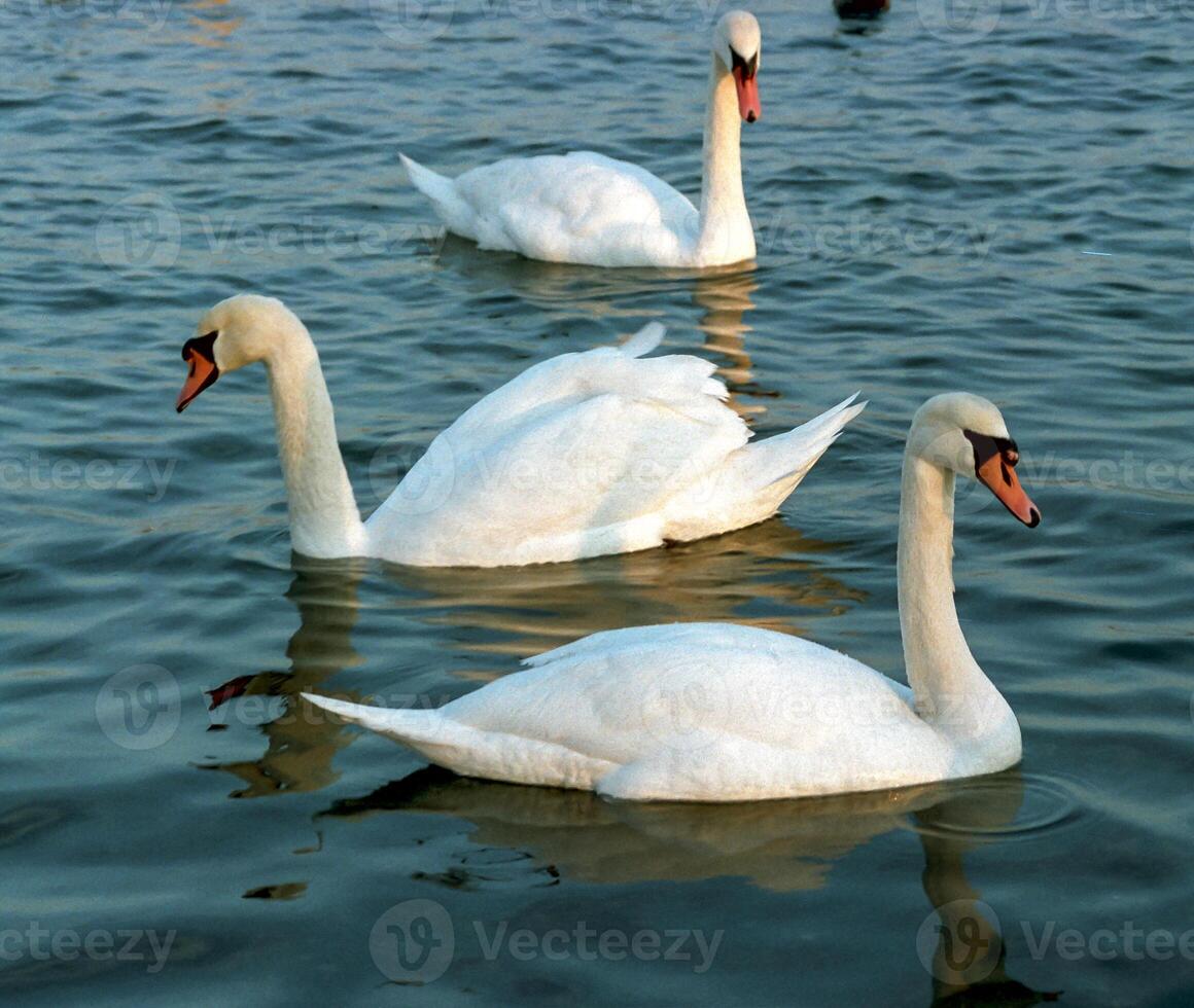 The mute swan Cygnus olor, a group of adult white swans swim in the sea in spring photo