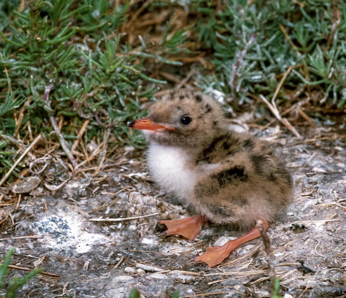 Lake tern chick in a nest on the sand on the shore of an estuary photo