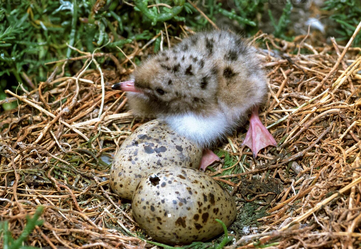 Seabird chicks, terns on a nest on the island of Tiligul estuary photo