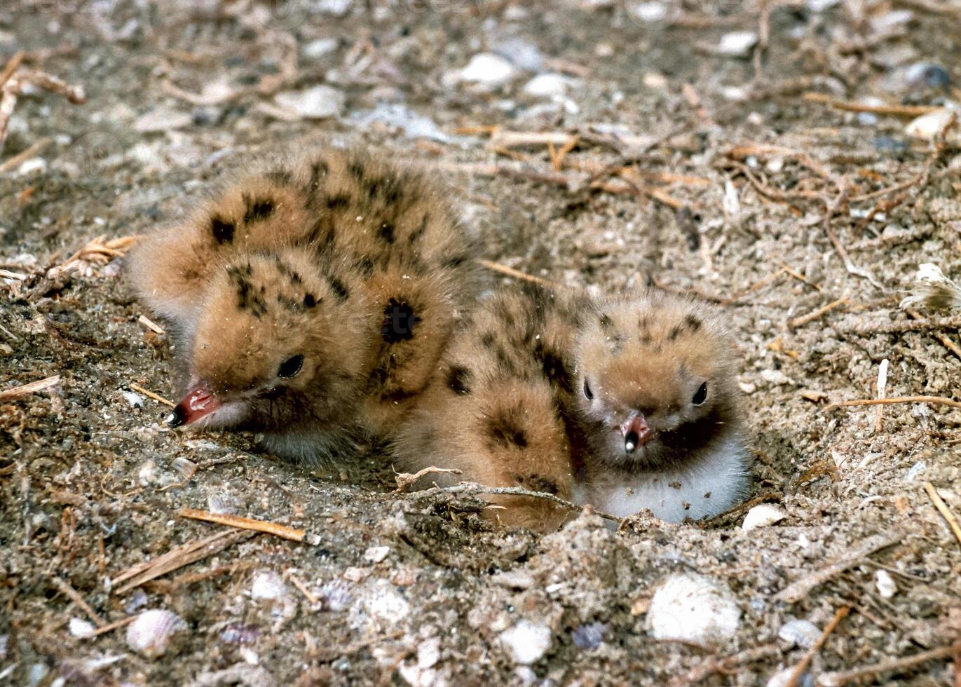 Seabird chicks, terns on a nest on the island of Tiligul estuary, southern Ukraine photo
