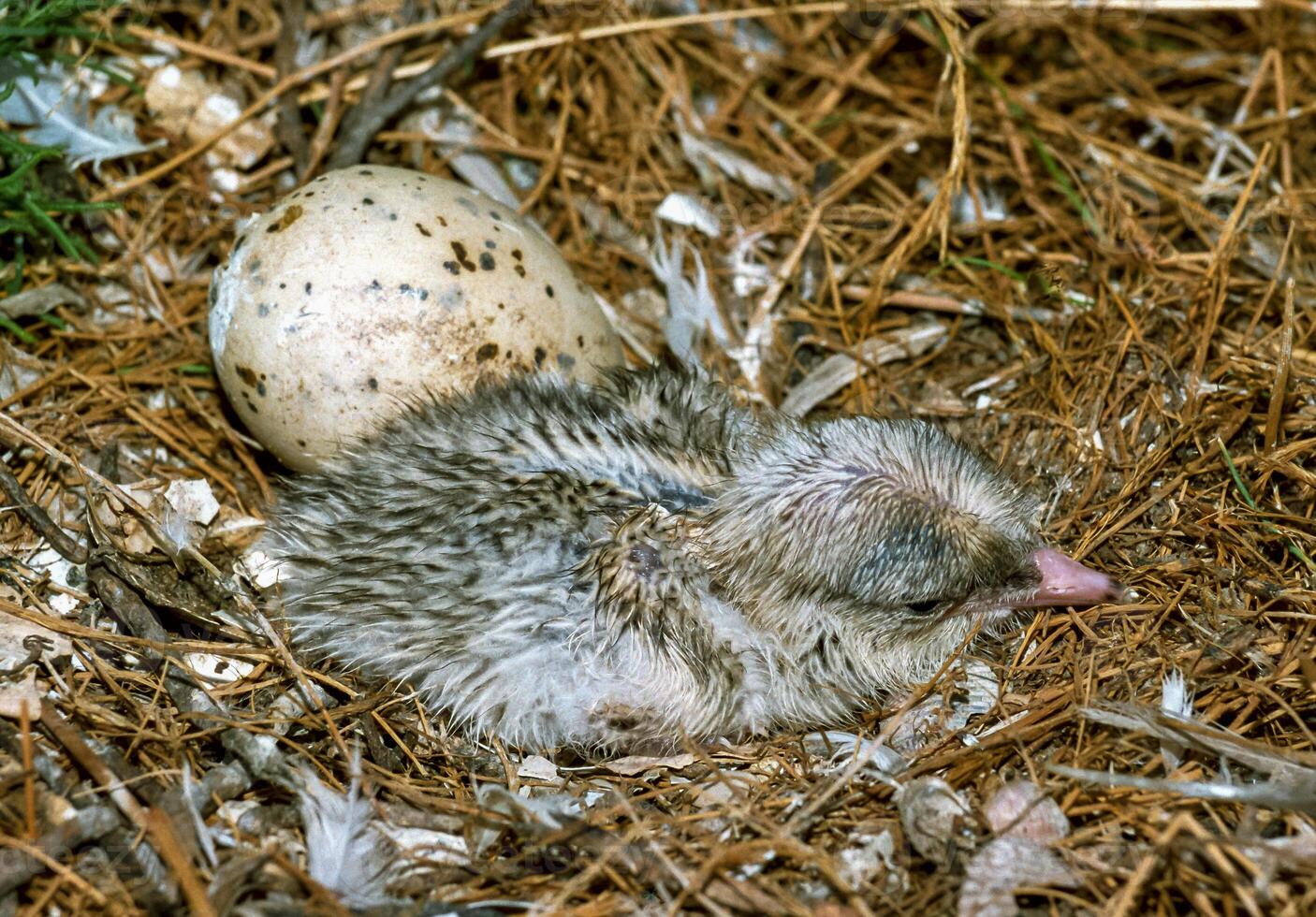 Seabird chicks, terns on a nest on the island of Tiligul estuary, southern Ukraine photo