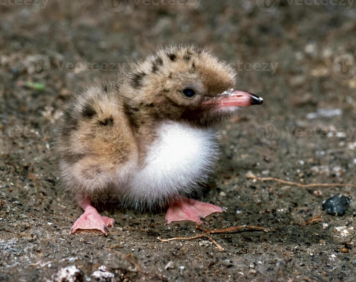 Lake tern chick in a nest on the sand on the shore of an estuary photo