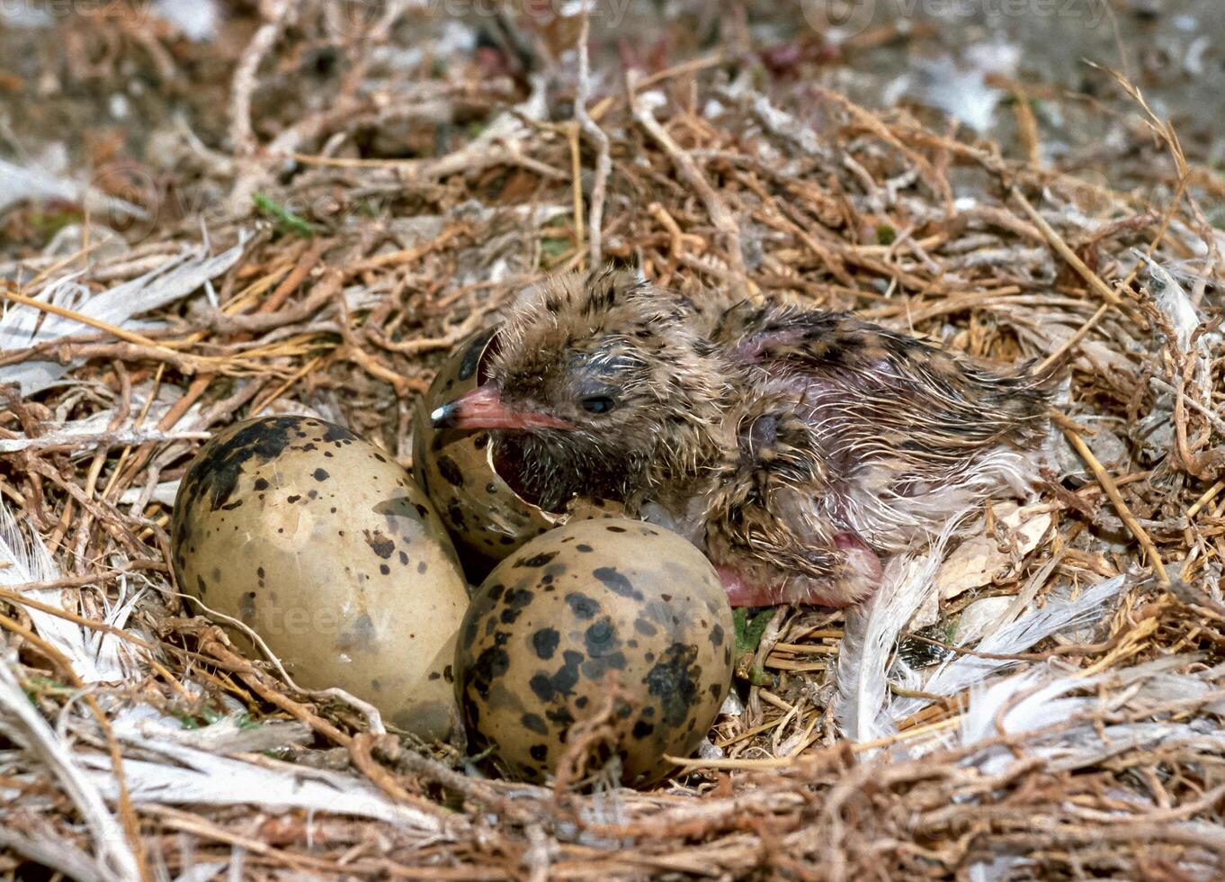 Seabird chicks, terns on a nest on the island of Tiligul estuary, southern Ukraine photo