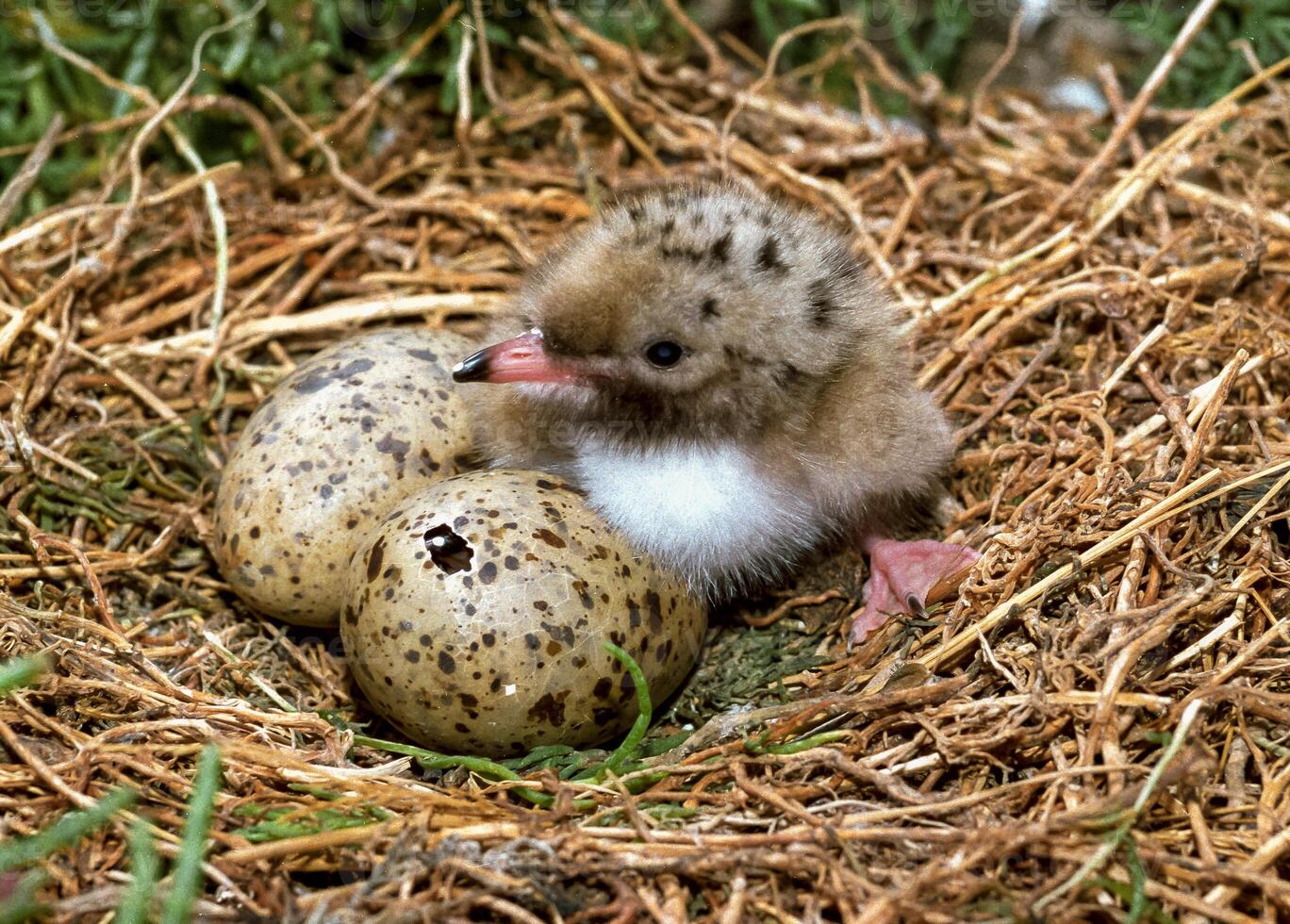 Seabird chicks, terns on a nest on the island of Tiligul estuary, southern Ukraine photo