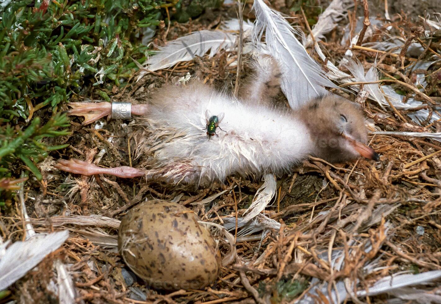 Dead tern chick with a leg ring on the island of Tiligul estuary photo