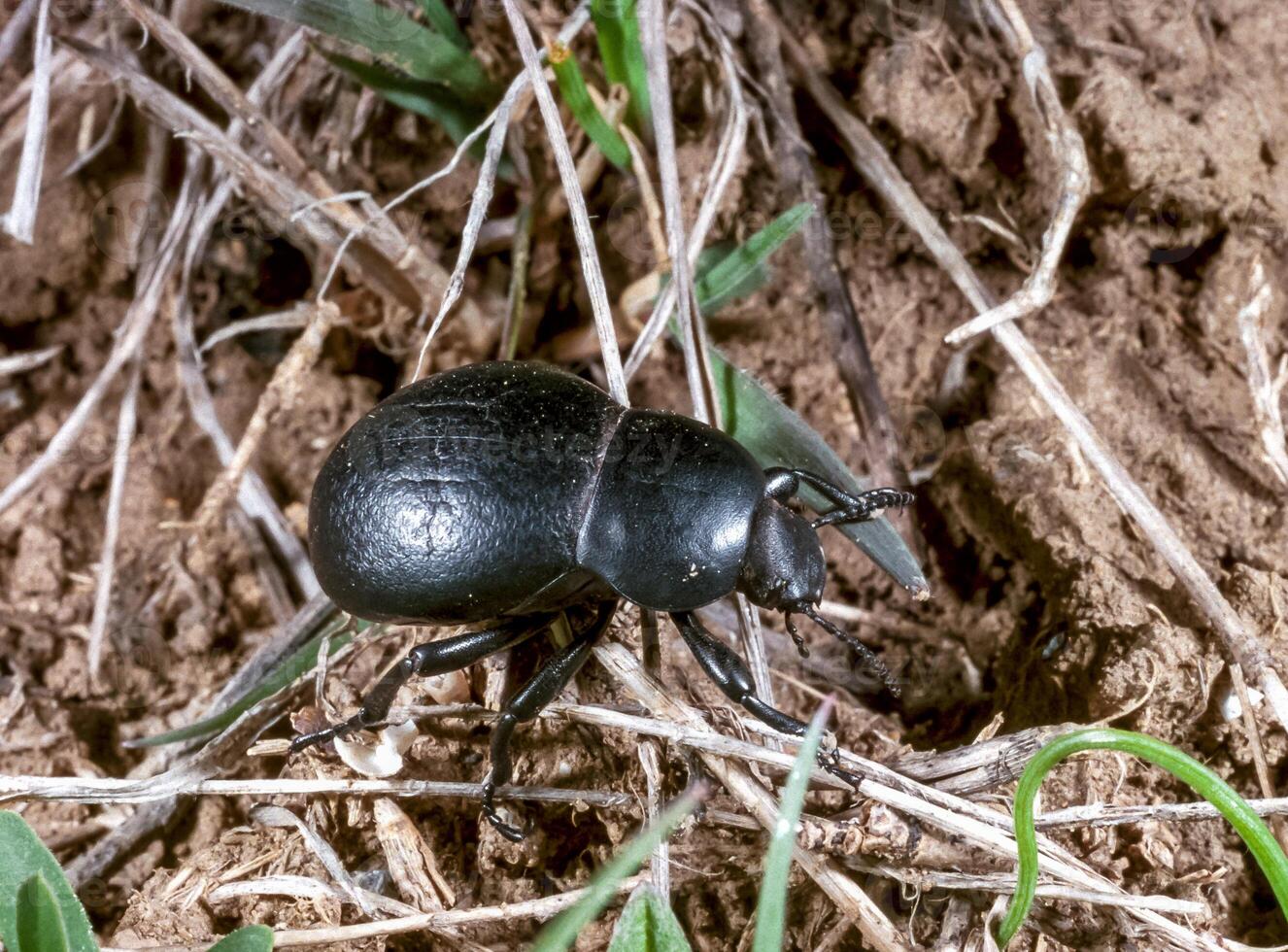 Gnaptor spinimanus - a black beetle crawls in dry grass photo