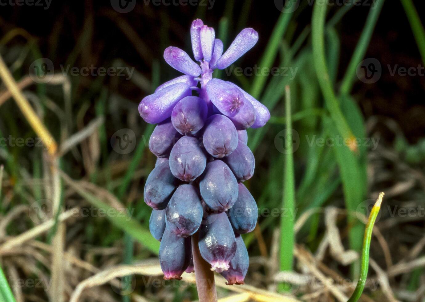 Muscari botryoides - group of plants with blue cluster-shaped flowers photo