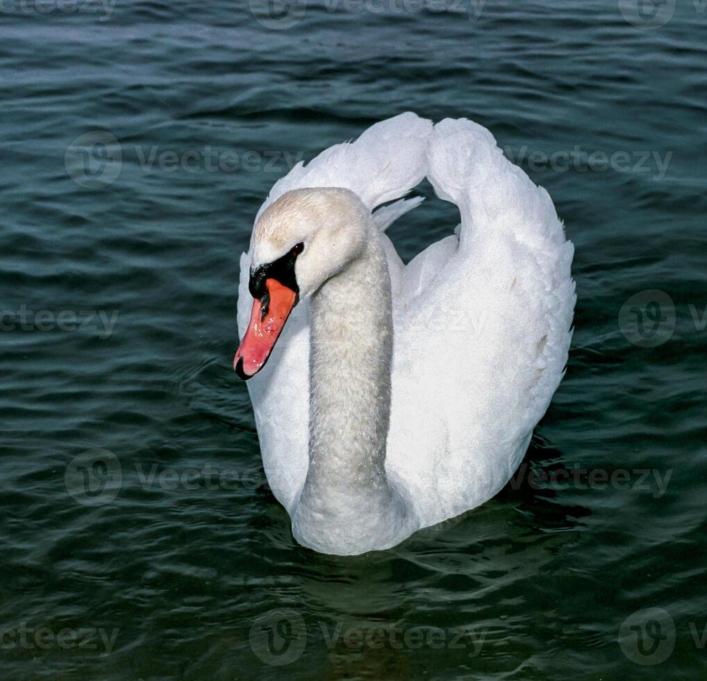 The mute swan Cygnus olor, adult bird swimming in the sea photo