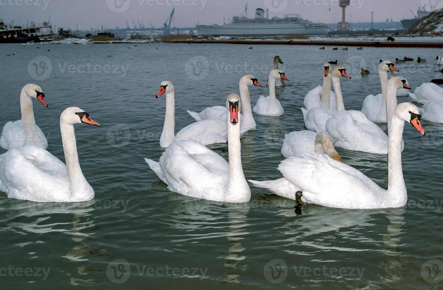 The mute swan Cygnus olor, adult bird swimming in the sea photo