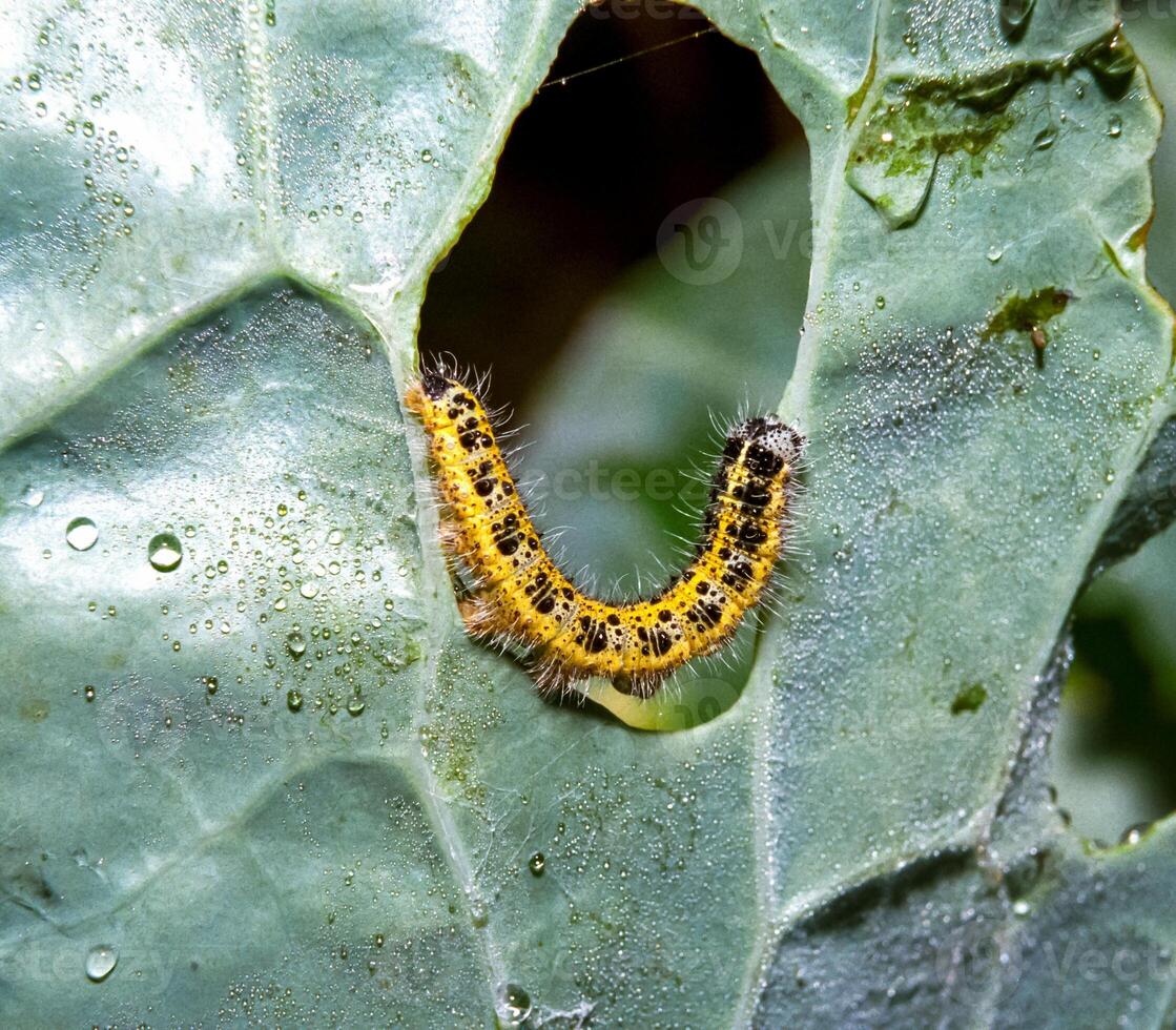 Green caterpillar of the cabbage white butterfly Pieris brassicae on cabbage leaves photo