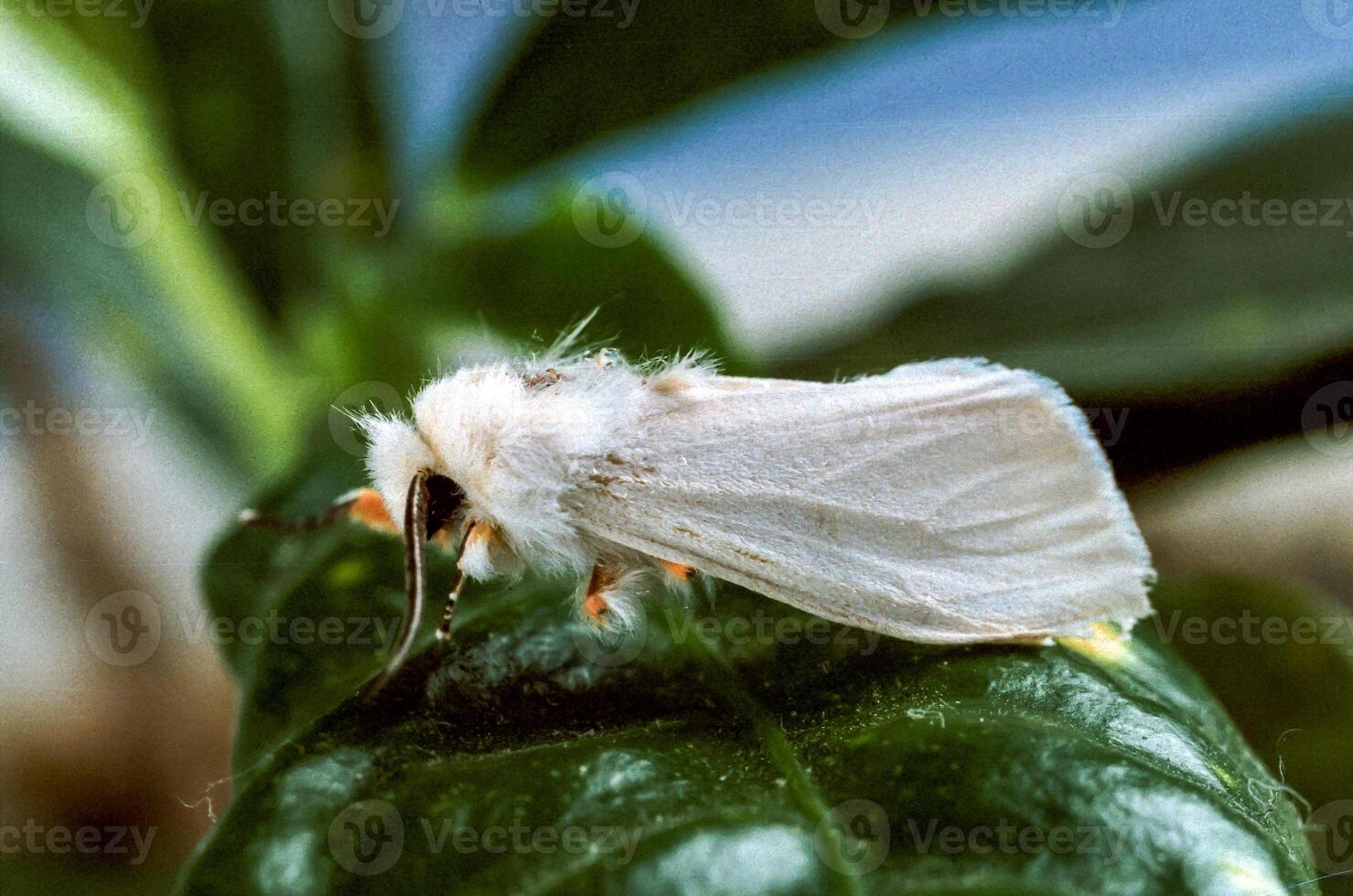 Euproctis sp. - White butterfly with folded wings on a plant leaf photo