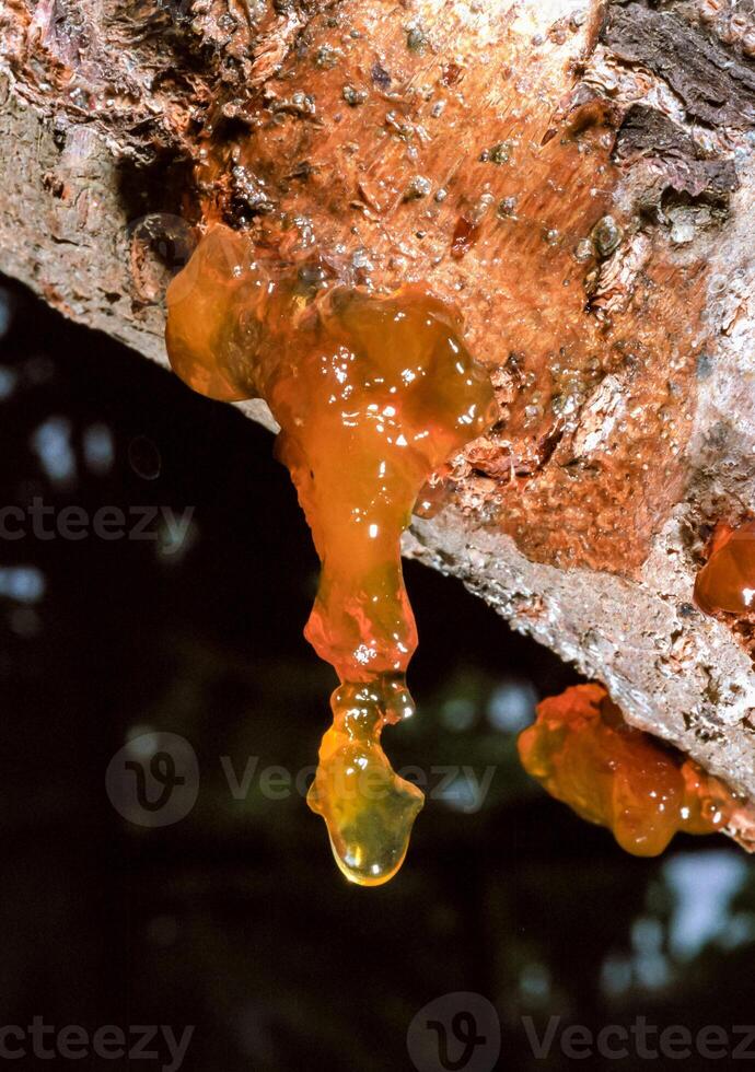 Sticky Resin drips from a wound on a tree trunk, southern Ukraine photo
