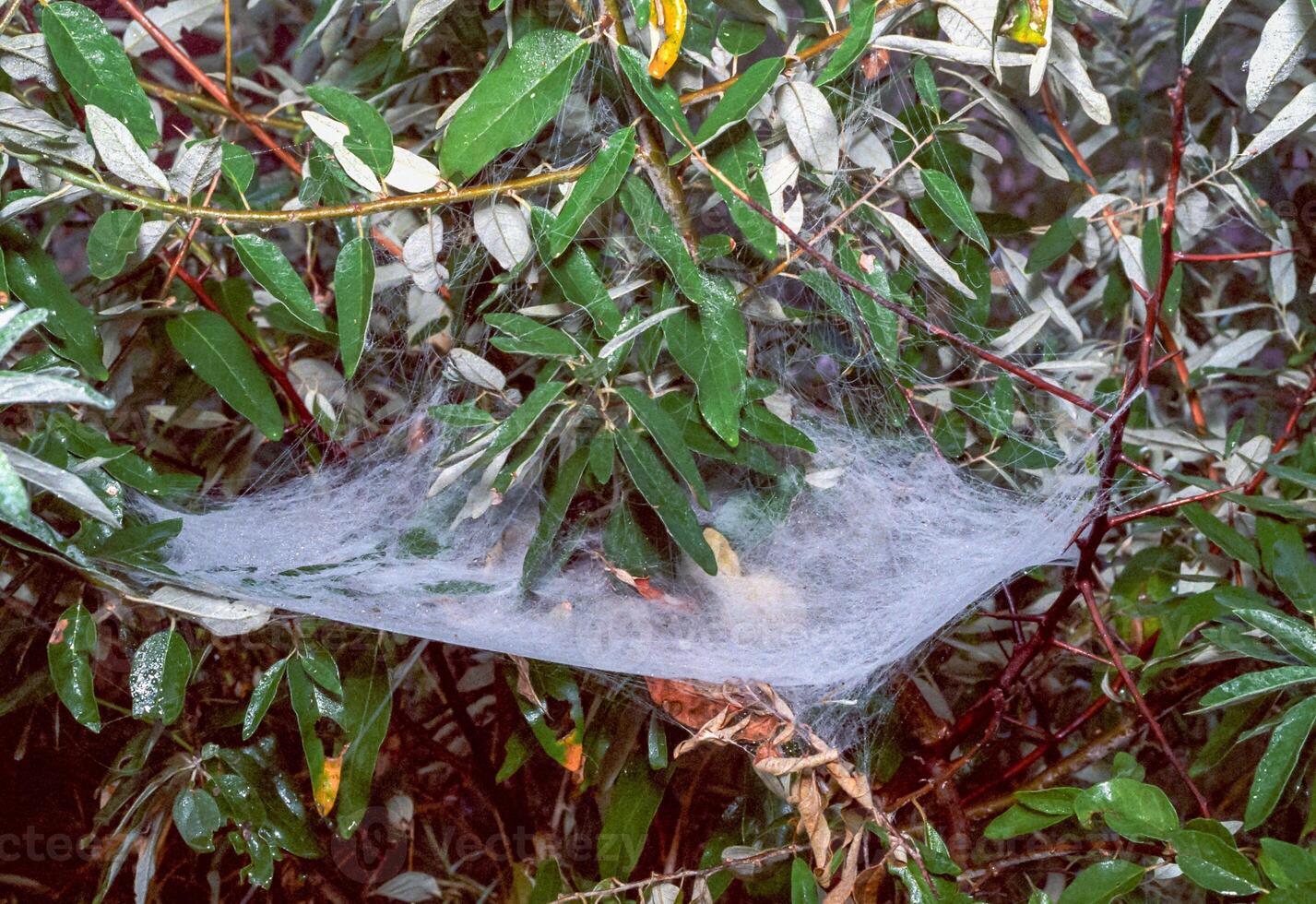 Spider net on a tree with green leaves, southern Ukraine photo