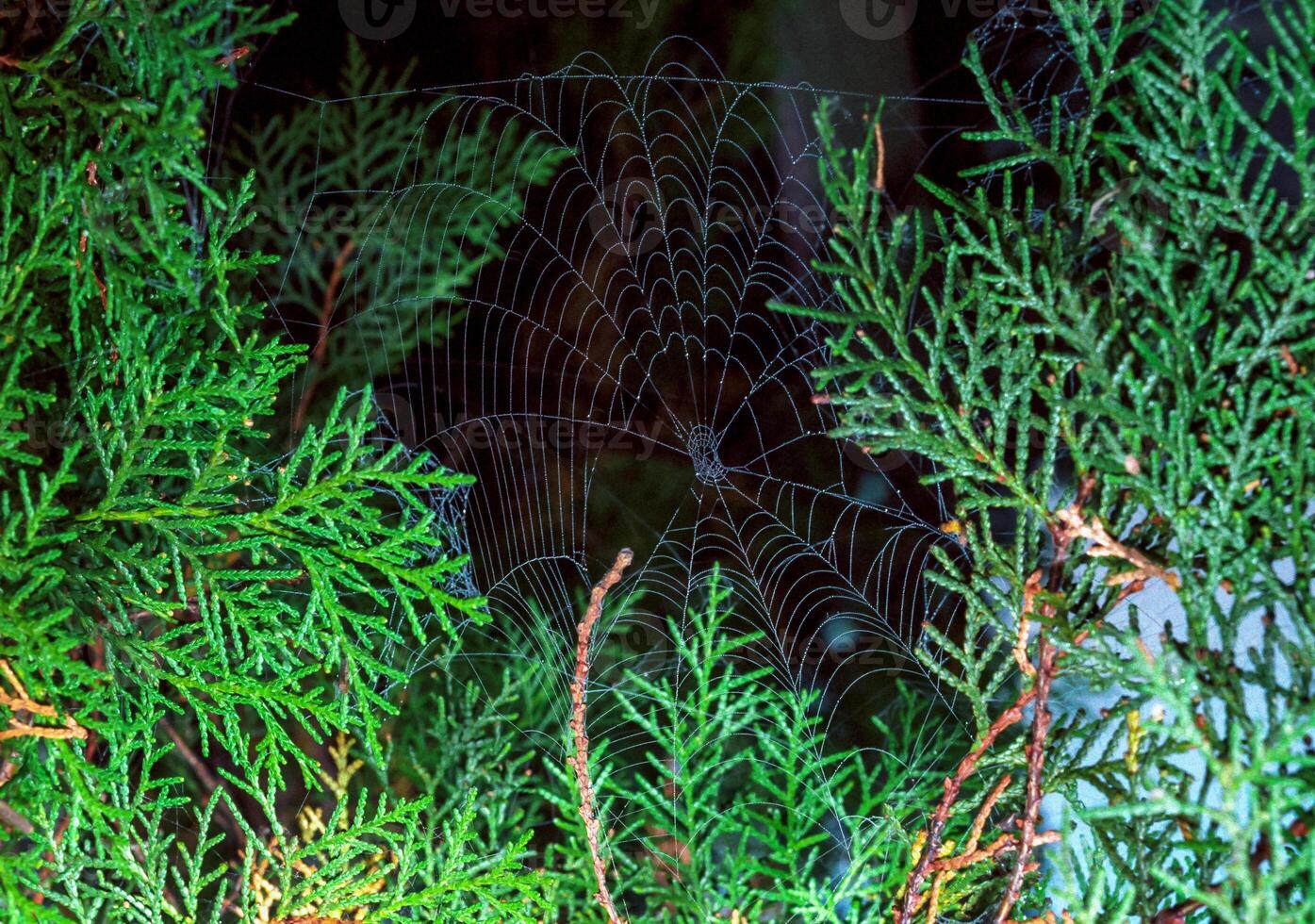 Araneus angulatus, web of a cross spider wet in dew photo