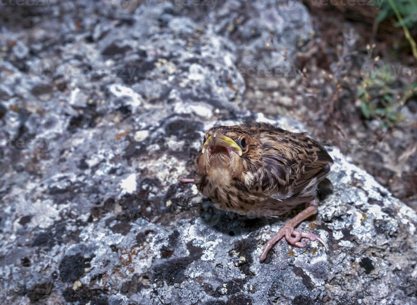 Petronia petronia - young bird with yellow mouth photo