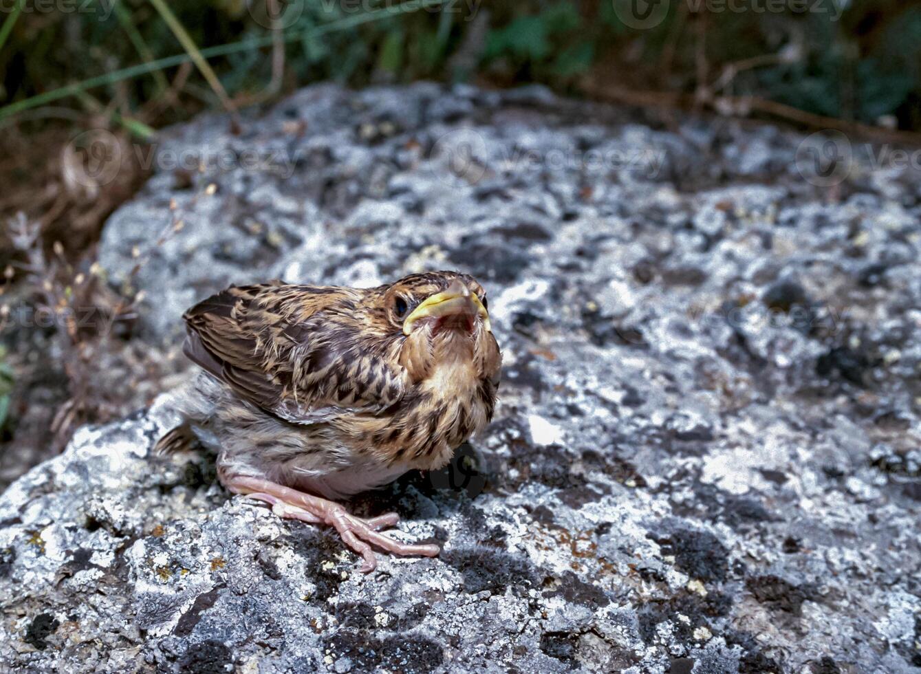 Petronia petronia - young bird with yellow mouth photo
