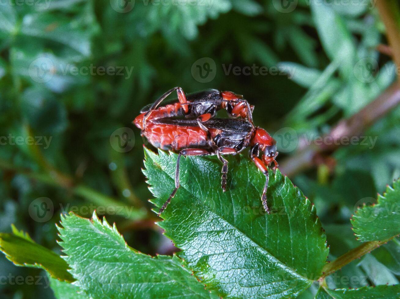 Soldier beetle Cantharis fusca - mating soft-bodied beetles on a plant leaf photo