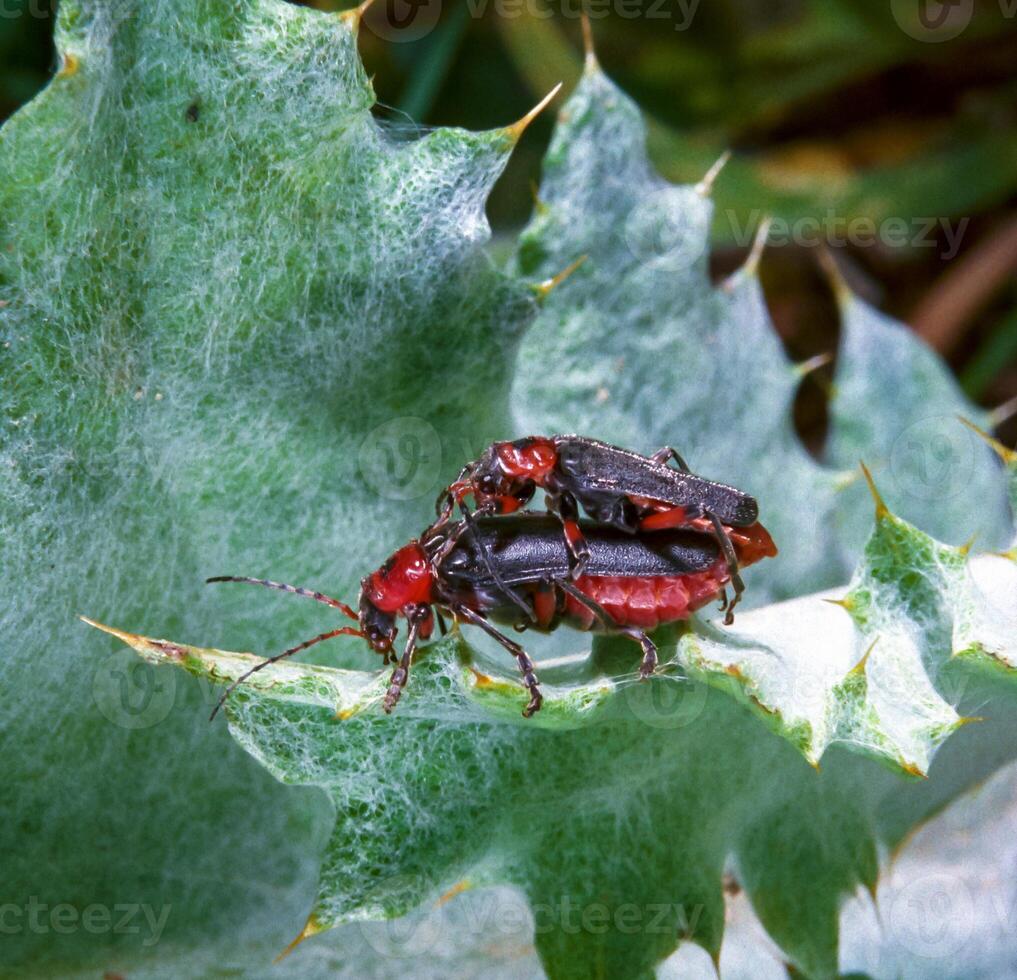 Soldier beetle Cantharis fusca - mating soft-bodied beetles on a plant leaf in the wild photo